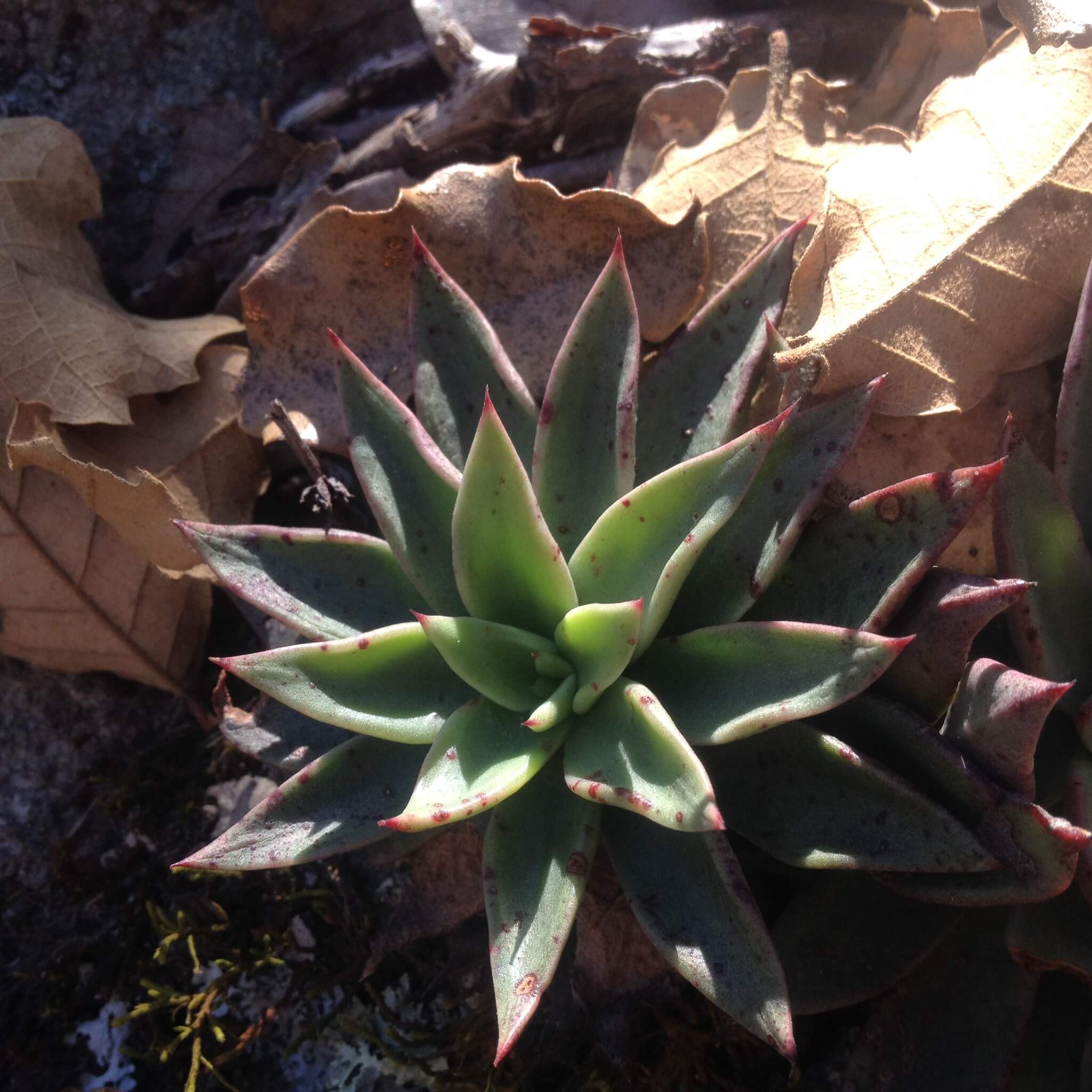 Echeveria calderoniae